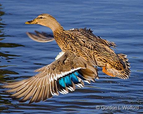 Duck In Flight_52350.jpg - Female Mallard Duck (Anas platyrhynchos) photographed at Ottawa, Ontario - the capital of Canada.